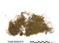 藏品(灰羽苔)的圖片